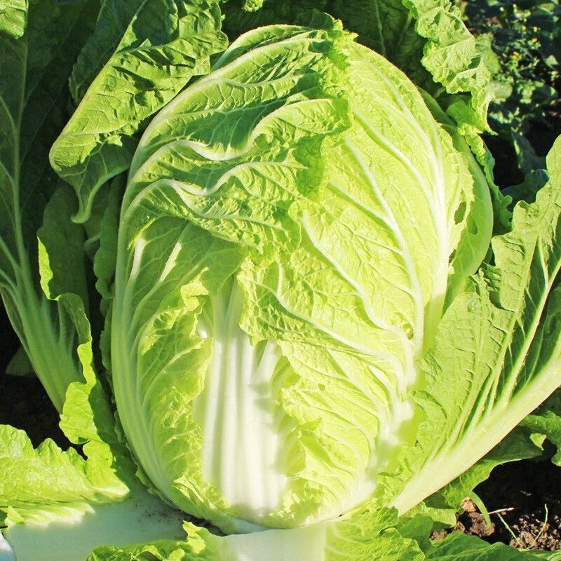 郑研夏宝50大白菜种子籽早熟白菜叶色深绿耐热耐湿性较好