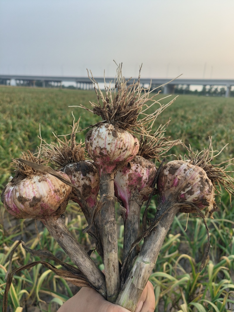 河南大蒜农户种植