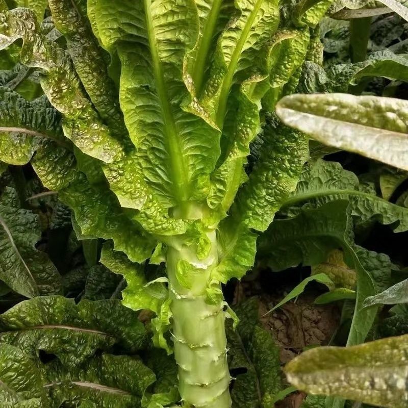 红火4号红尖叶莴笋种子耐寒春秋高桩长棒型香莴笋莴苣菜