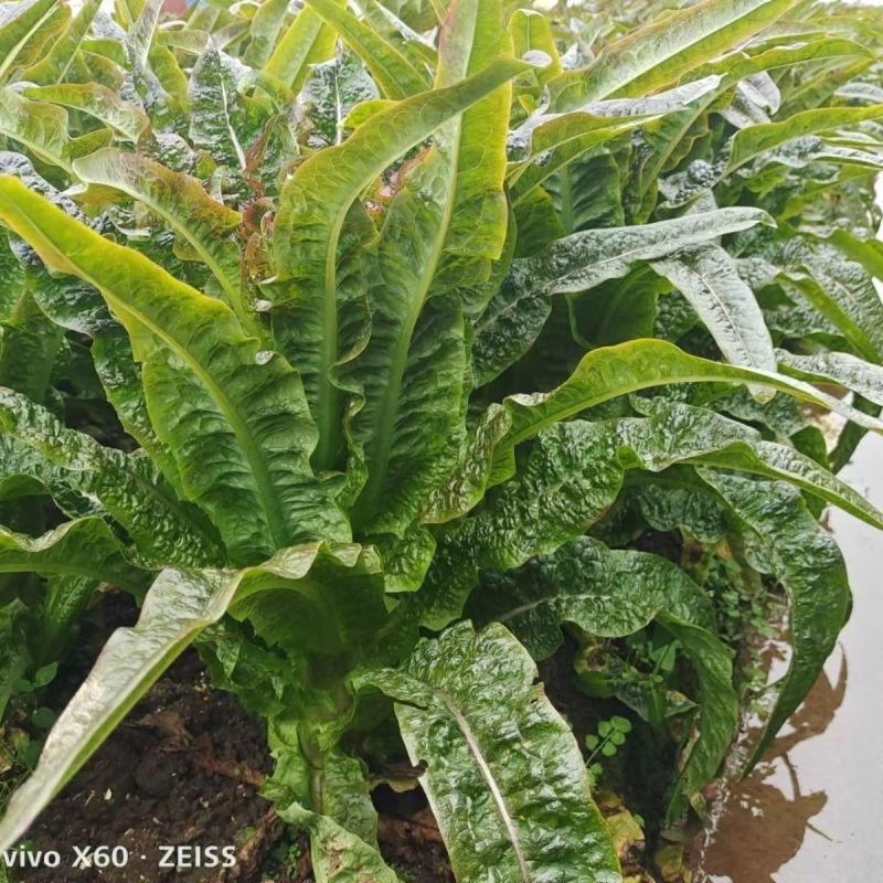 红火4号红尖叶莴笋种子耐寒春秋高桩长棒型香莴笋莴苣菜