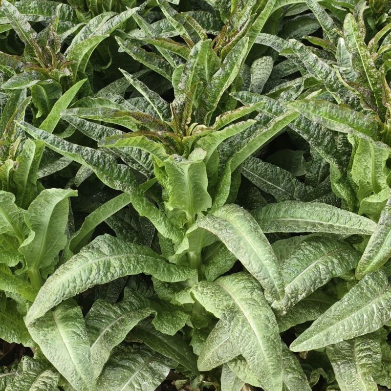 红火4号红尖叶莴笋种子耐寒春秋高桩长棒型香莴笋莴苣菜
