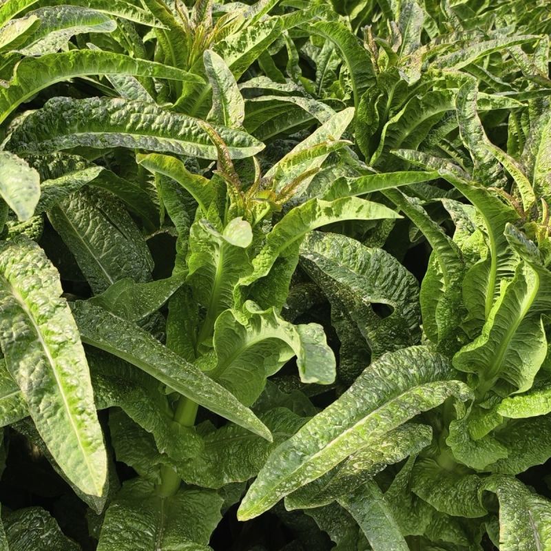 红火4号红尖叶莴笋种子耐寒春秋高桩长棒型香莴笋莴苣菜