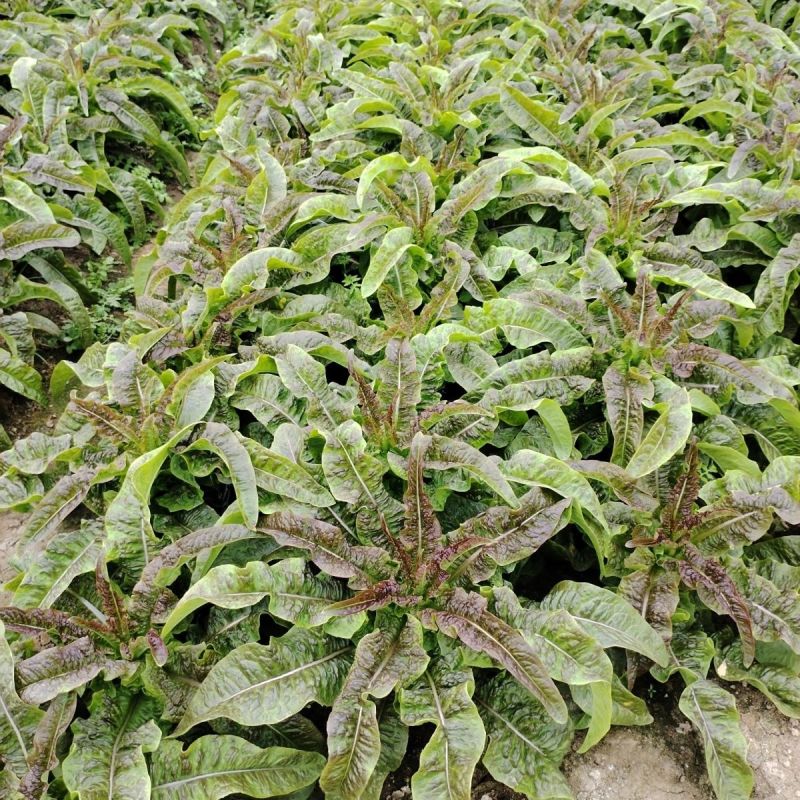 红火4号红尖叶莴笋种子耐寒春秋高桩长棒型香莴笋莴苣菜