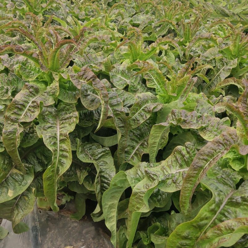 红火4号红尖叶莴笋种子耐寒春秋高桩长棒型香莴笋莴苣菜