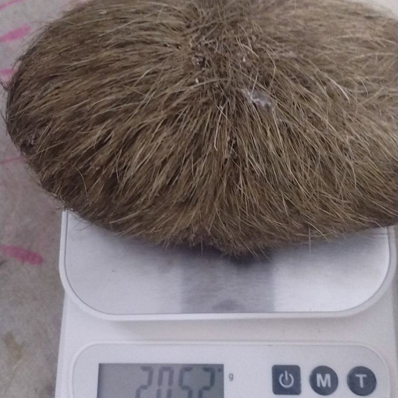 猪宝，205克