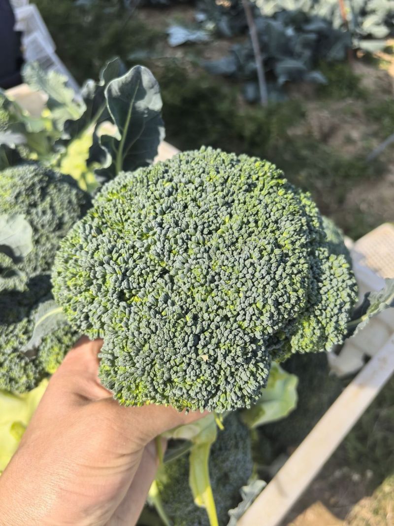 炎秀一代杂交进口西兰花种子中熟较耐热花球色绿花粒均匀