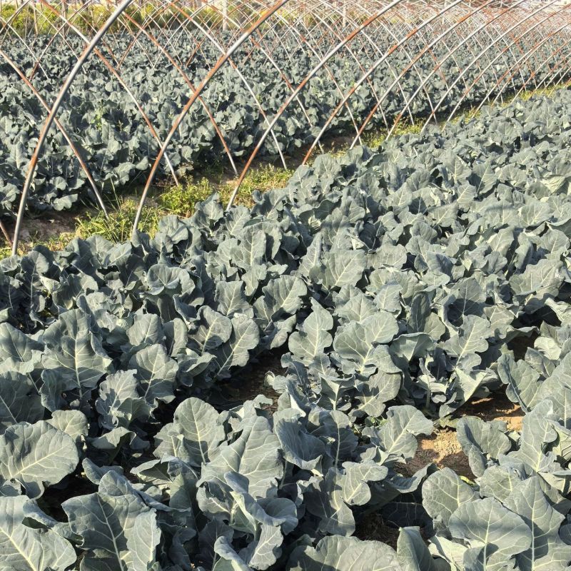 炎秀一代杂交进口西兰花种子中熟较耐热花球色绿花粒均匀
