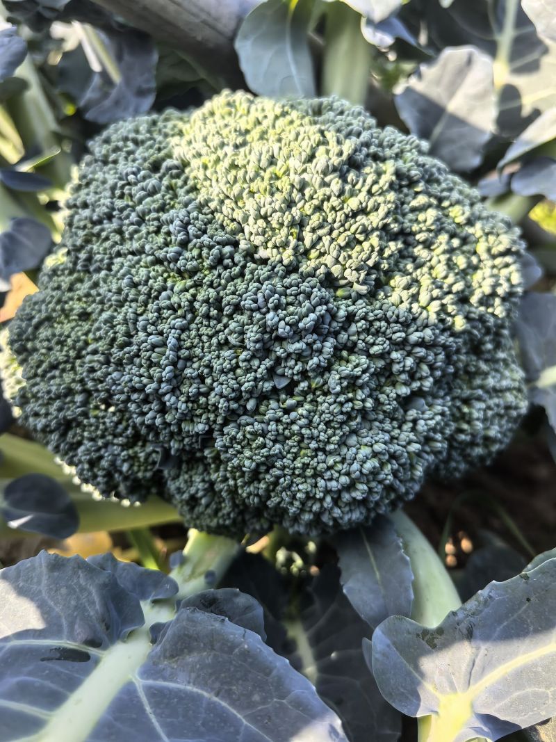 炎秀一代杂交进口西兰花种子中熟较耐热花球色绿花粒均匀