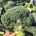 炎秀一代杂交进口西兰花种子中熟较耐热花球色绿花粒均匀