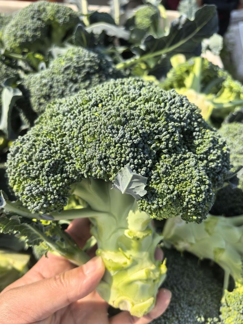 炎秀一代杂交进口西兰花种子中熟较耐热花球色绿花粒均匀
