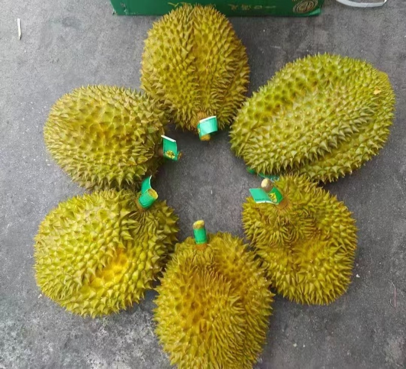 金枕榴莲一手批发，a果保5房，货源充足，质量保证。