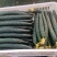抗热王子黄瓜种子瓜条亮绿强雌性短把刺黄瓜耐高温春夏秋露地