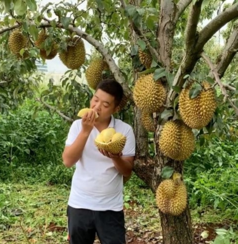 金枕榴莲一手批发，a果保5房，货源充足，质量保证。