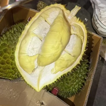 金枕榴莲一手批发，a果保5房，货源充足，质量保证。