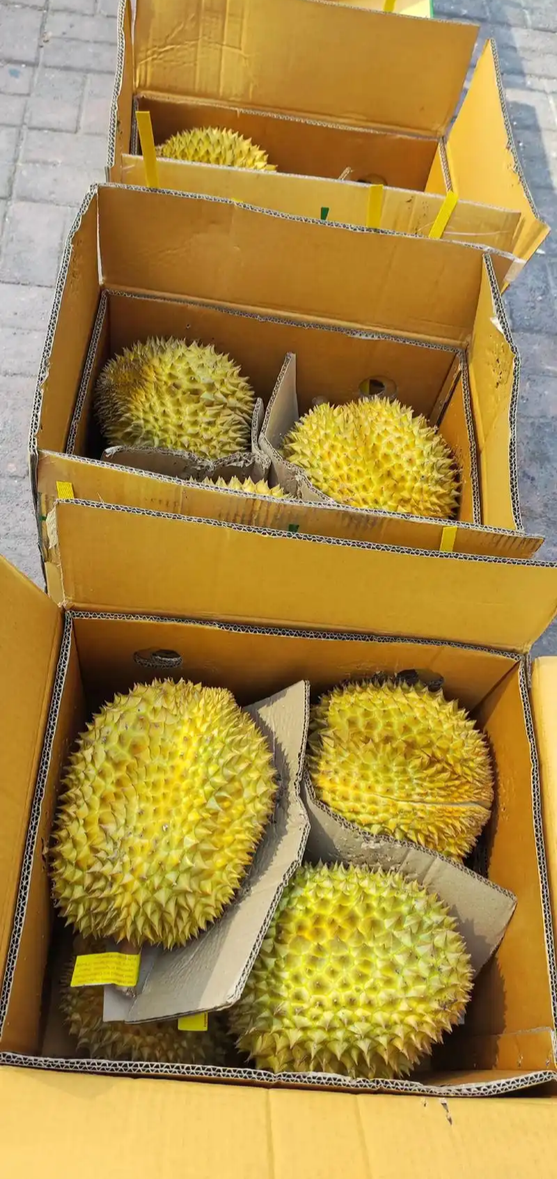 金枕榴莲一手批发，a果保5房，货源充足，质量保证。