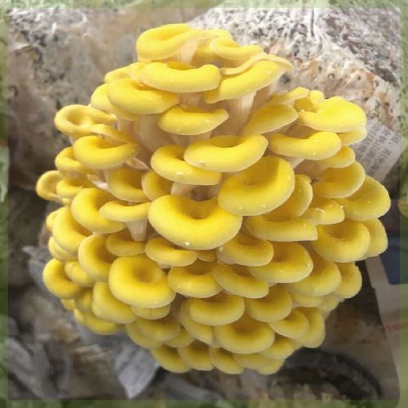 榆黄菇菌种榆黄蘑菌种黄金菇菌种