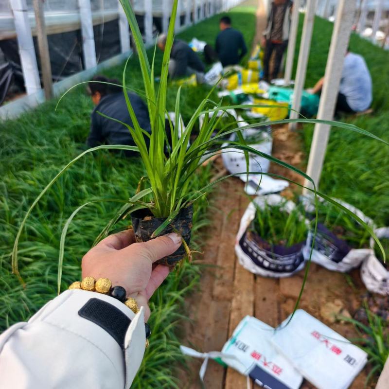100万精品崂峪苔草基地直发，崂峪苔草基地，支持视频实地