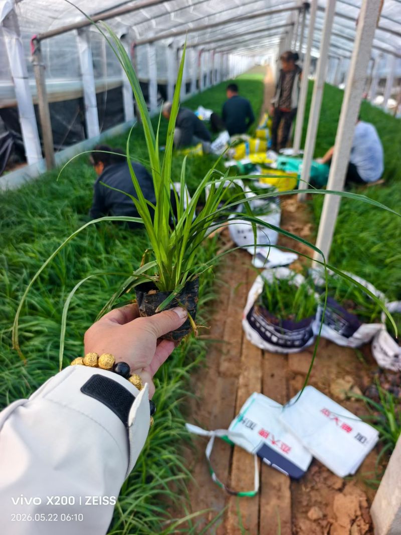 100万精品崂峪苔草基地直发，崂峪苔草基地，支持视频实地