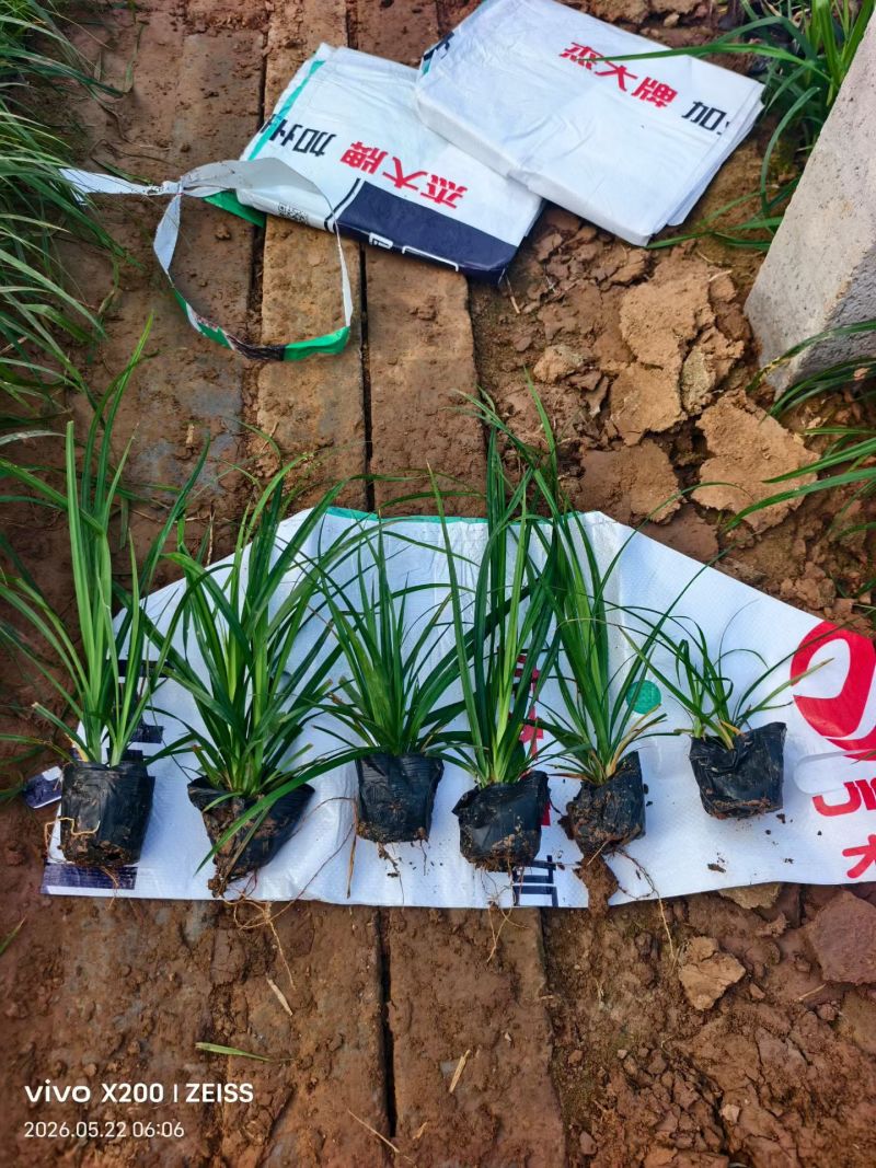100万精品崂峪苔草基地直发，崂峪苔草基地，支持视频实地