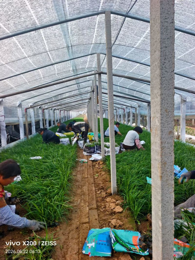 100万精品崂峪苔草基地直发，崂峪苔草基地，支持视频实地