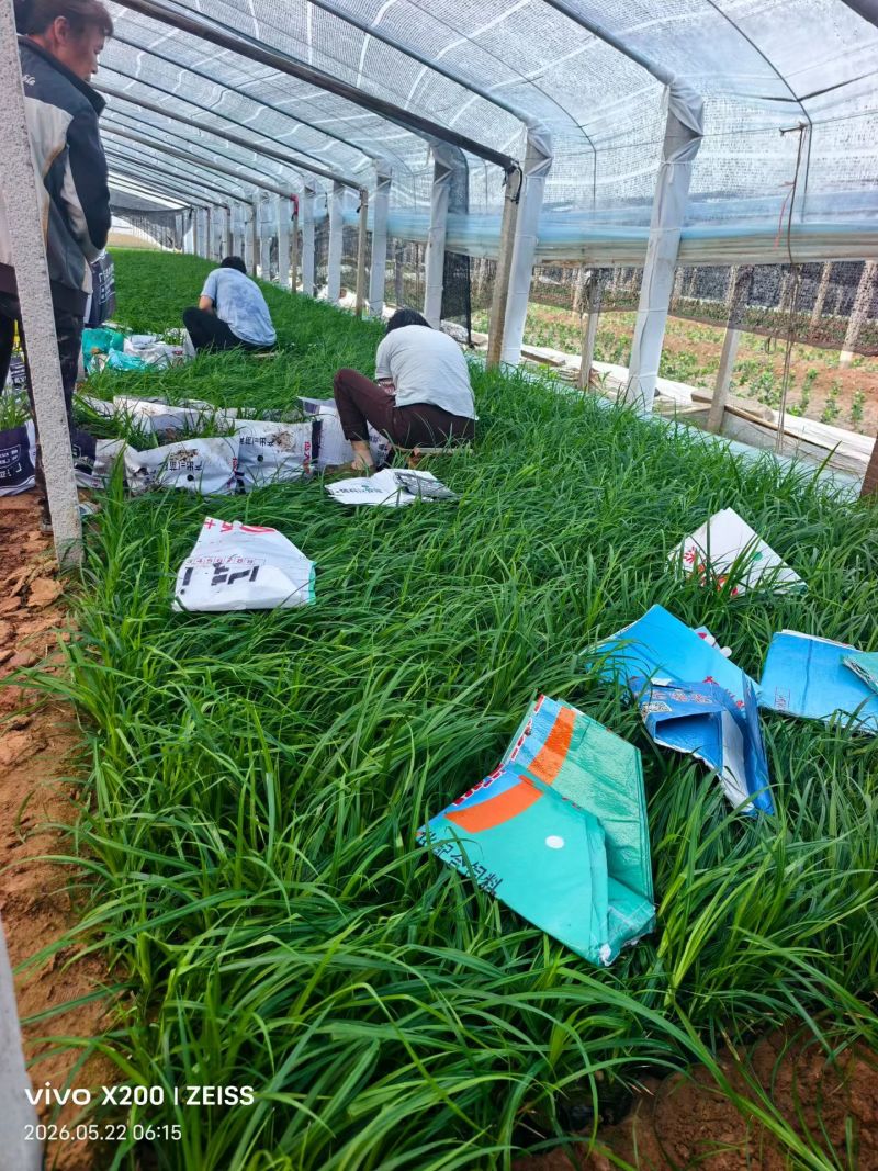 100万精品崂峪苔草基地直发，崂峪苔草基地，支持视频实地