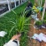 100万精品崂峪苔草基地直发，崂峪苔草基地，支持视频实地