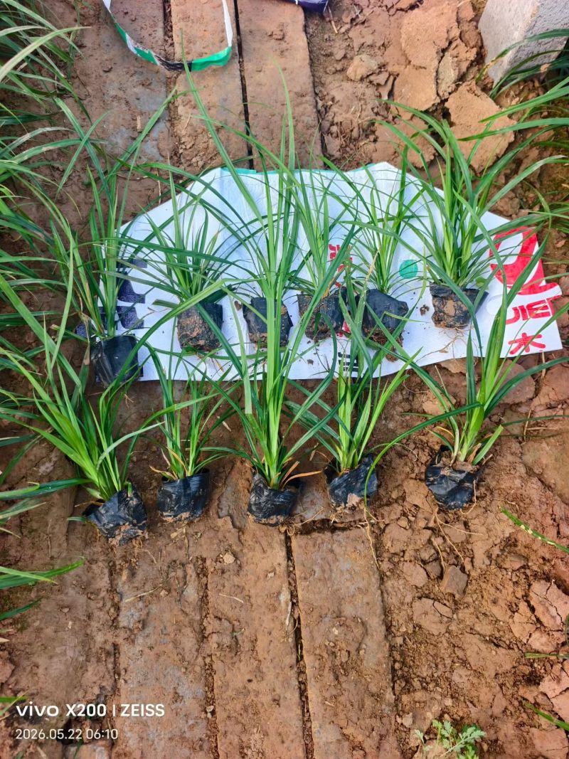 100万精品崂峪苔草基地直发，崂峪苔草基地，支持视频实地