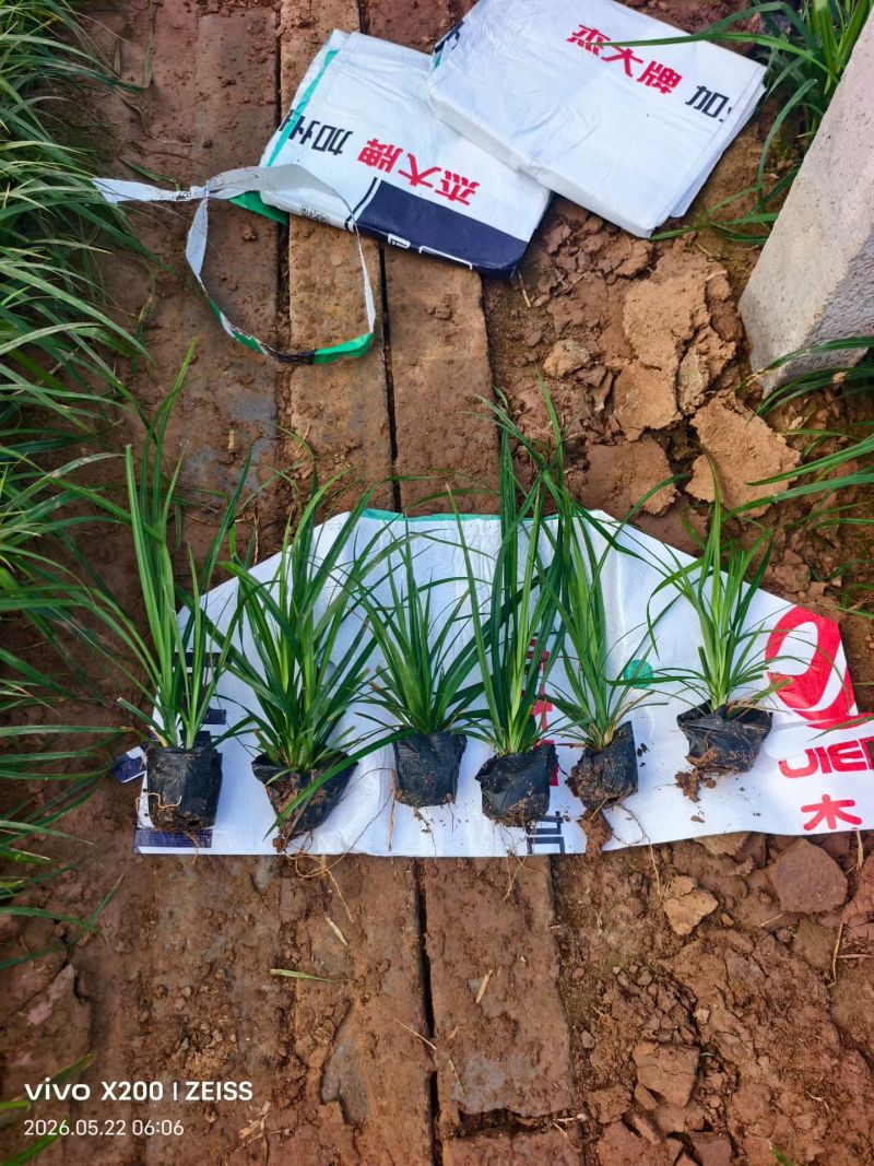 100万精品崂峪苔草基地直发，崂峪苔草基地，支持视频实地