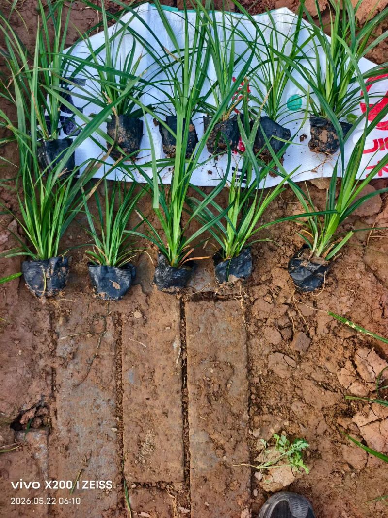 100万精品崂峪苔草基地直发，崂峪苔草基地，支持视频实地