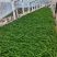 100万精品崂峪苔草基地直发，崂峪苔草基地，支持视频实地