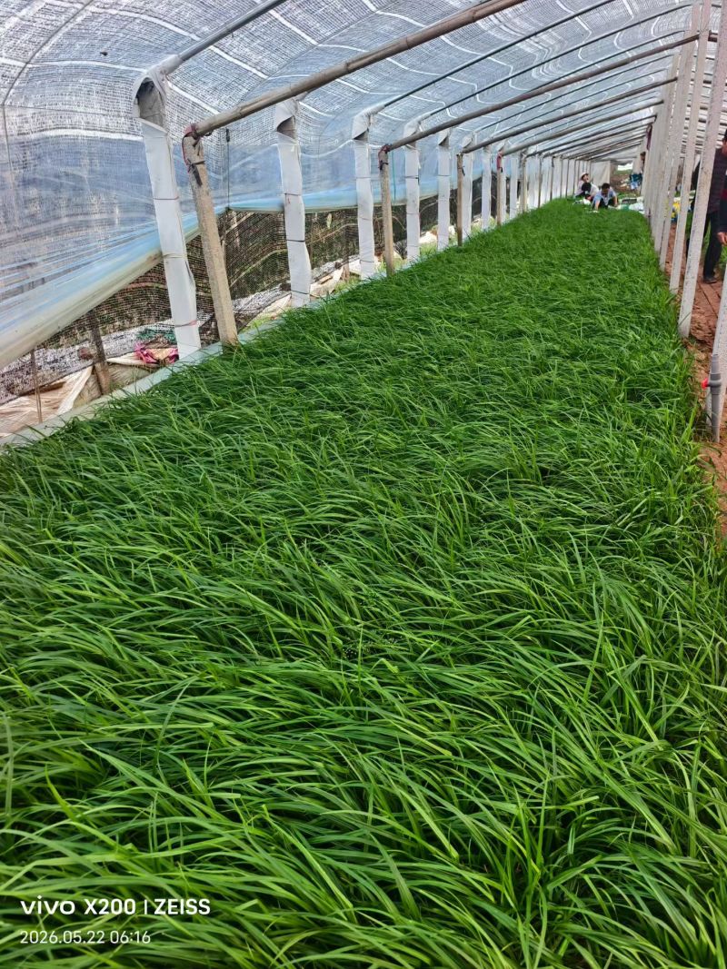 100万精品崂峪苔草基地直发，崂峪苔草基地，支持视频实地