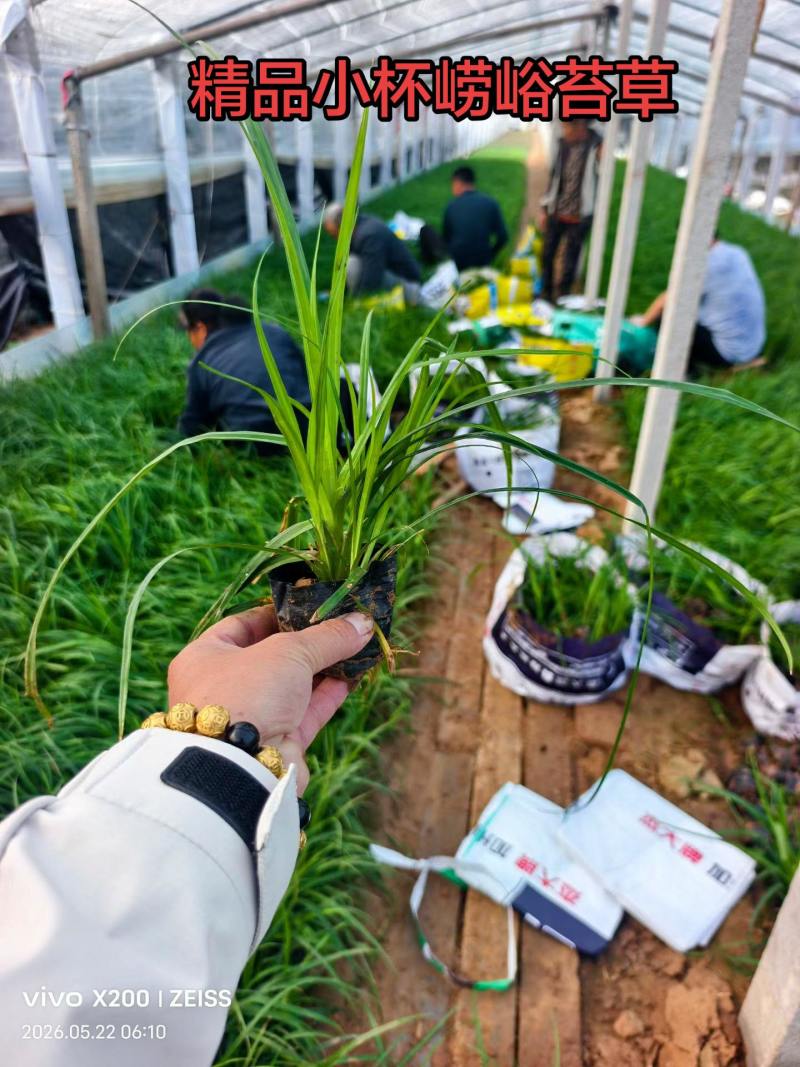 100万精品崂峪苔草基地直发，崂峪苔草基地，支持视频实地