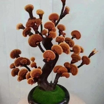 灵芝盆景，产地直发！欢迎预订