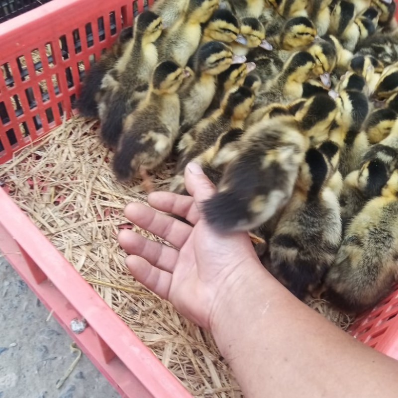 肉麻鸭