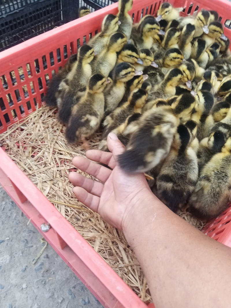 肉麻鸭