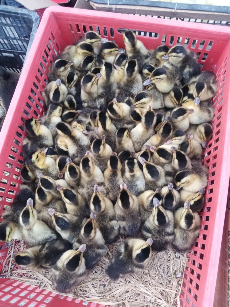 肉麻鸭