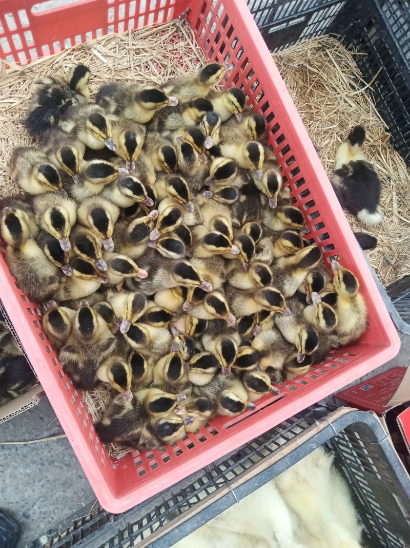 肉麻鸭