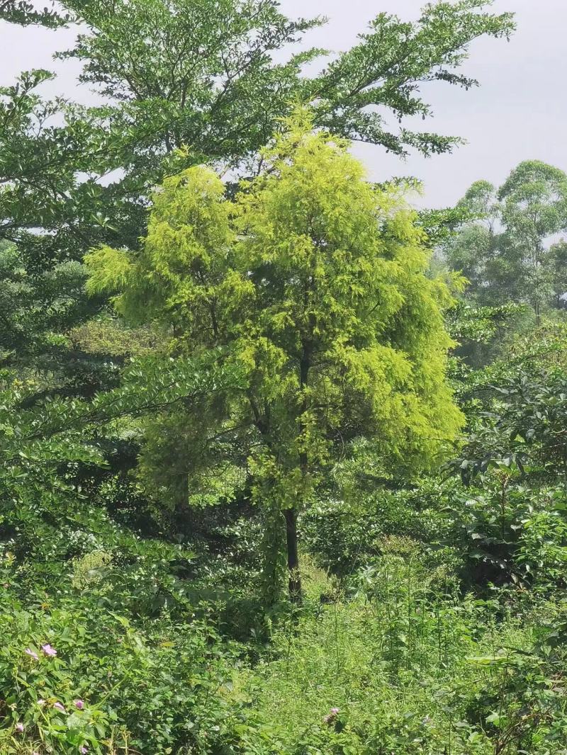 2605基地供应千层金黄金香柳树6-20cm容器苗