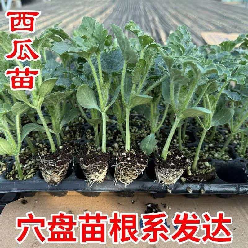 西瓜苗8424特甜麒麟超甜无籽美都西瓜秧苗阳台盆栽地载