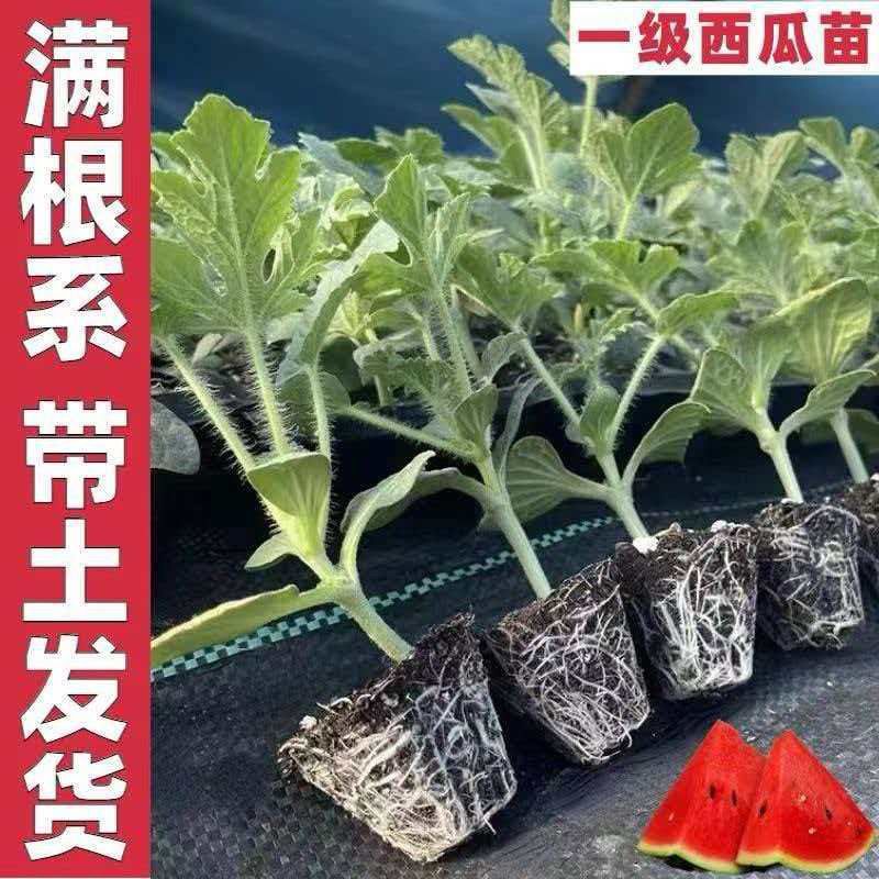 正宗懒汉西瓜苗8424西瓜苗美都红玉各种蔬菜苗