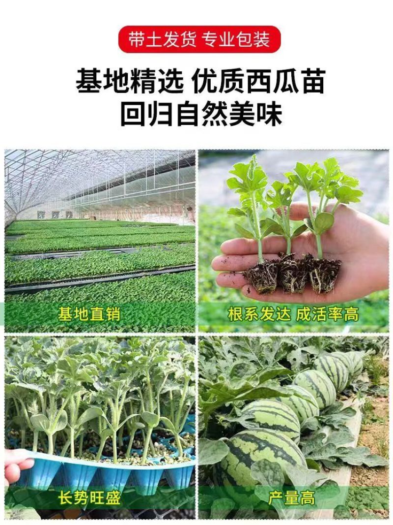 正宗懒汉西瓜苗8424西瓜苗美都红玉各种蔬菜苗