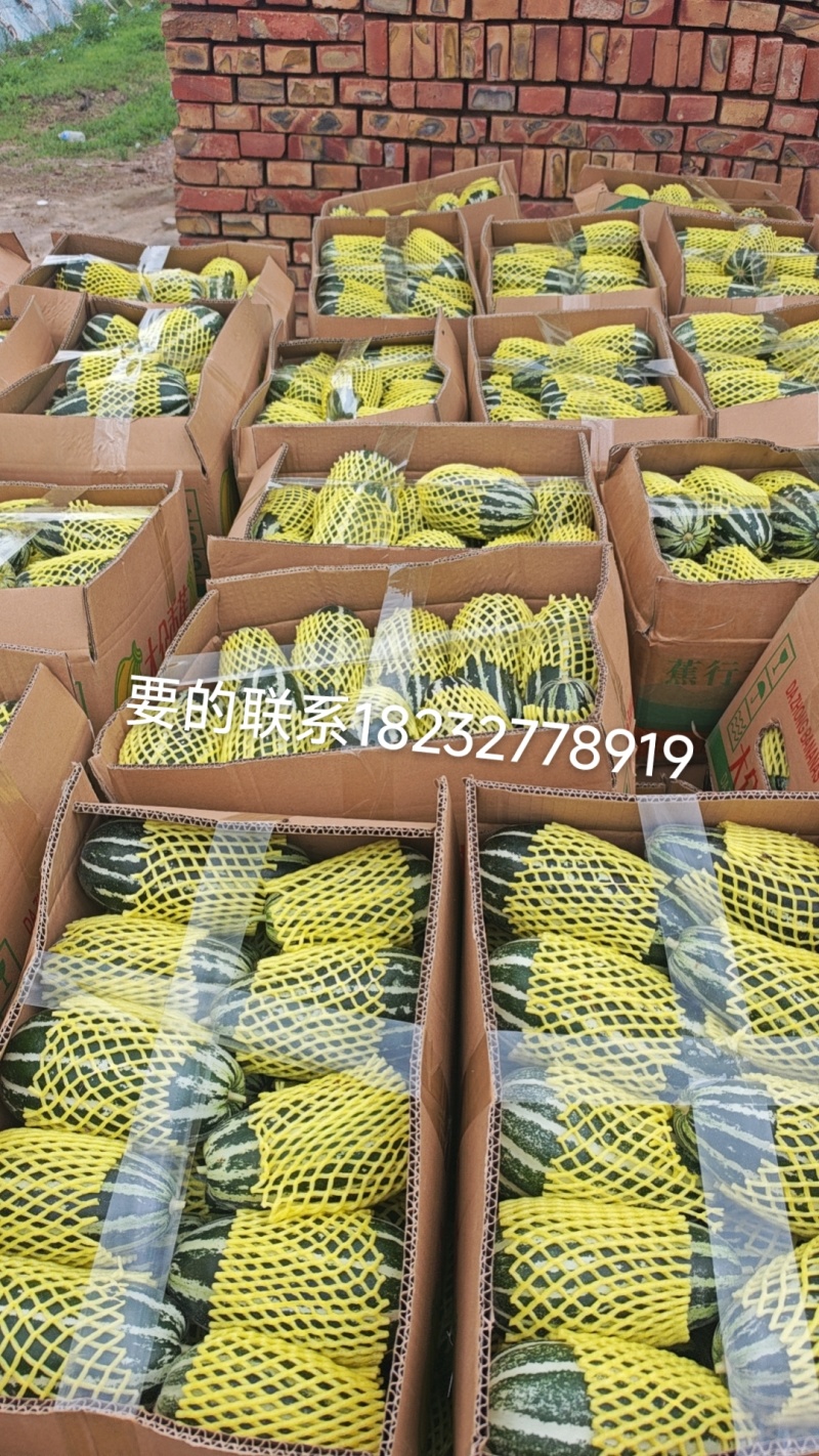 博洋九