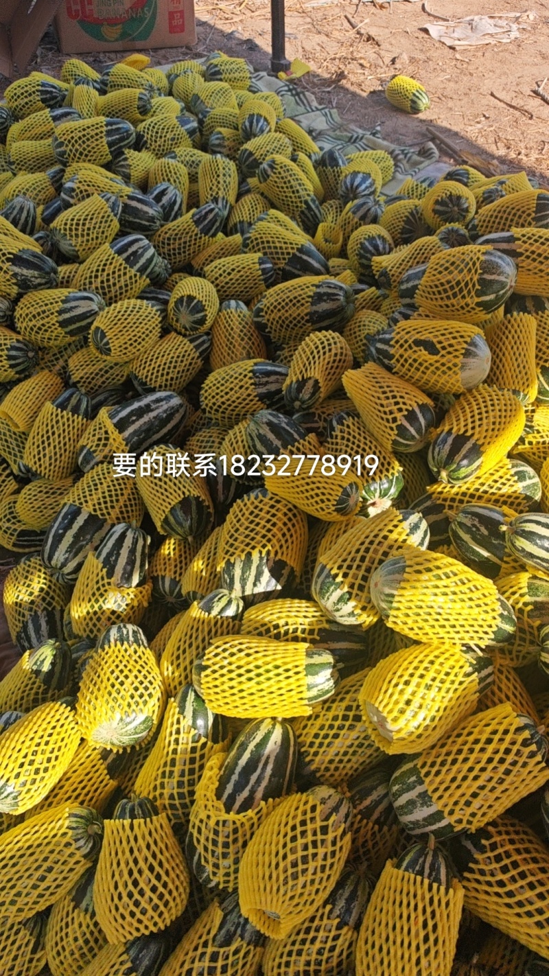 博洋九