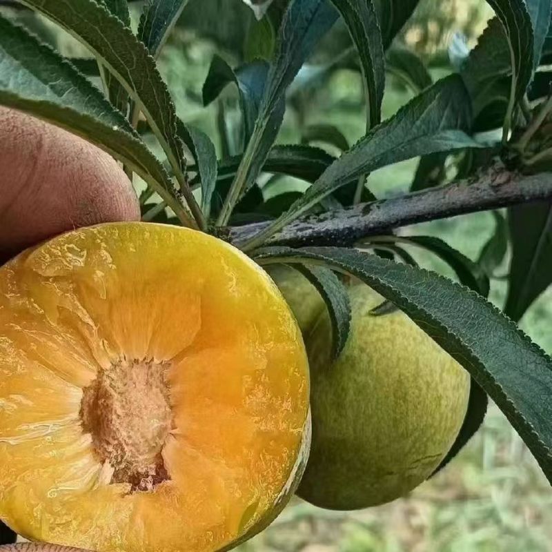 正宗贵州青脆李