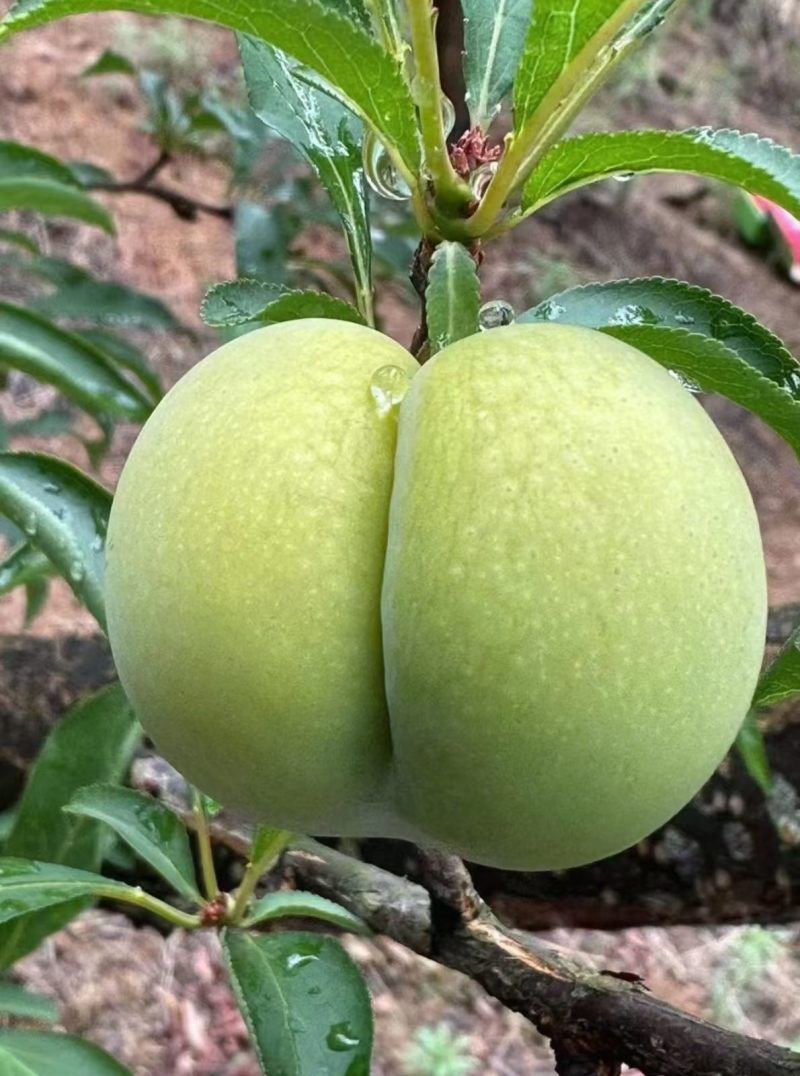 正宗贵州青脆李