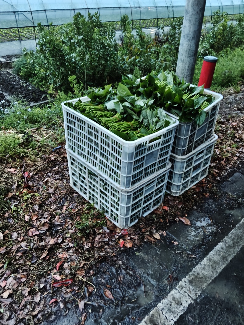 红薯叶