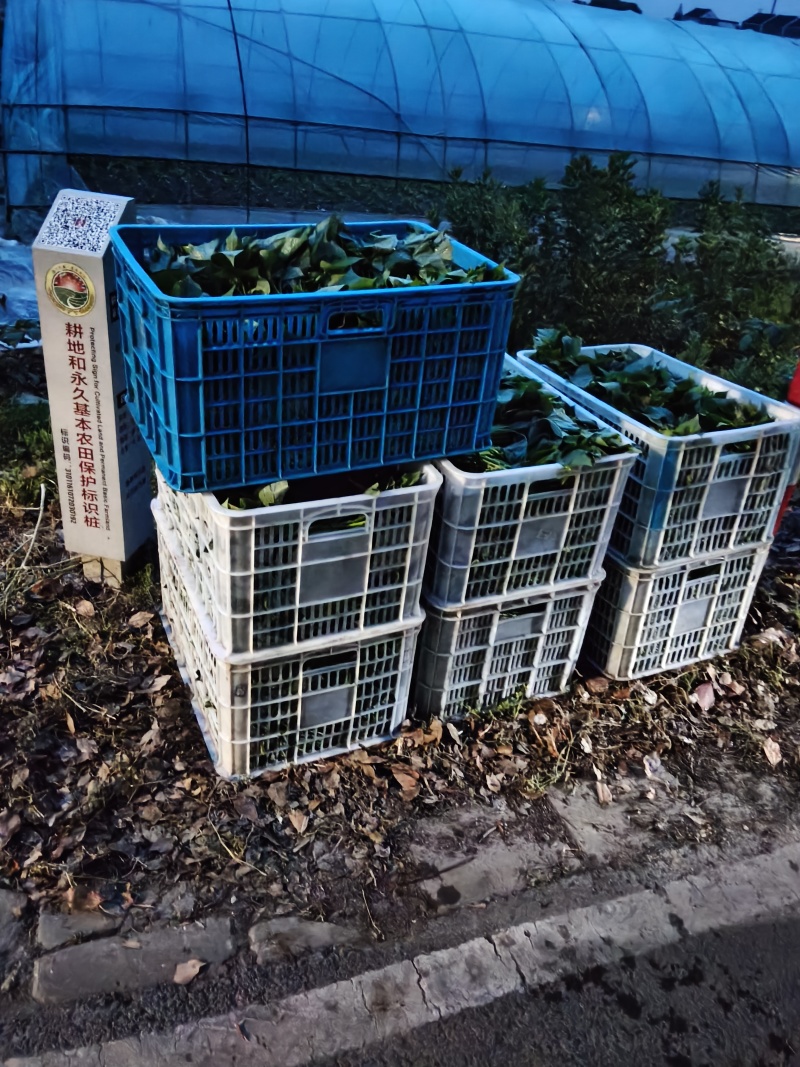 红薯叶