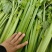 江苏精品西芹大量上市产地直发量大从优对接市场商超食堂