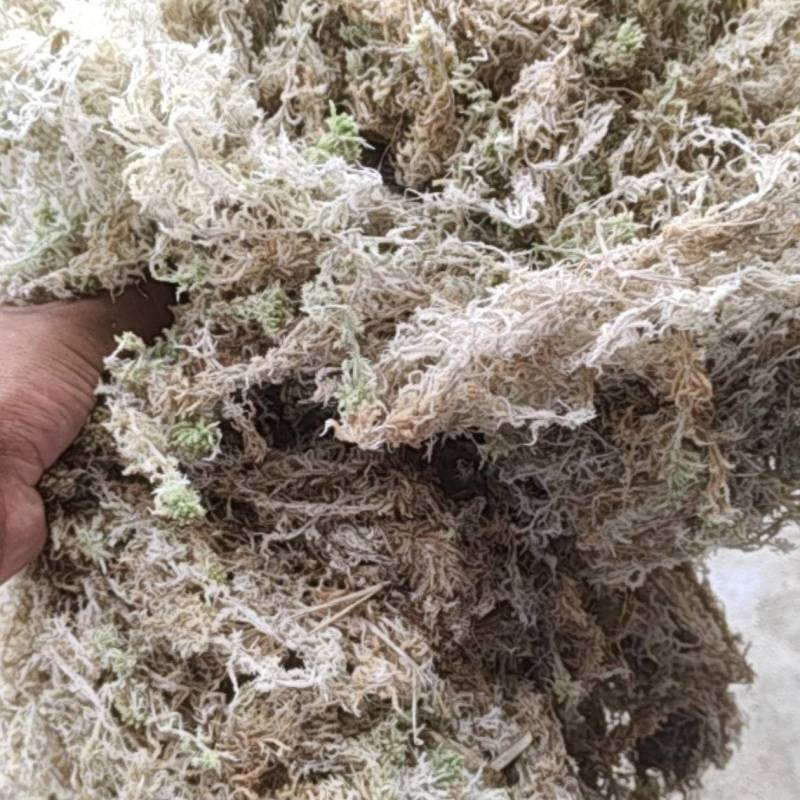 贵州优质水苔
