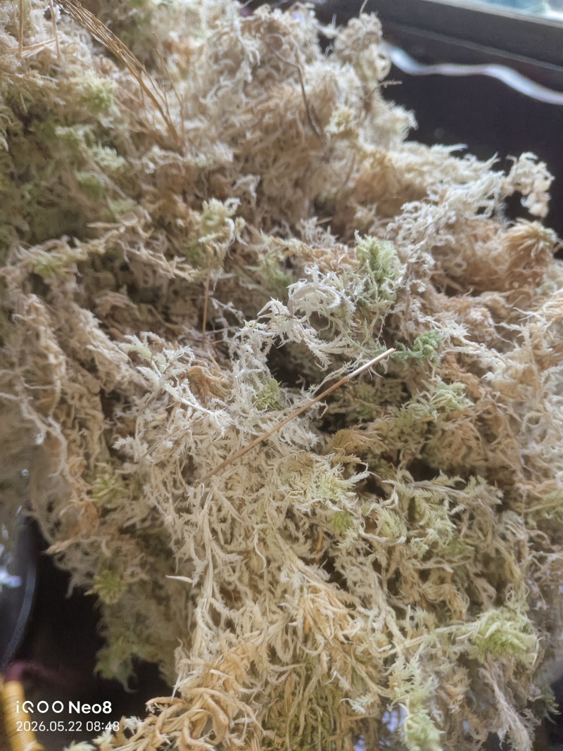 贵州优质水苔
